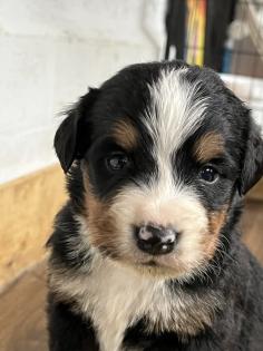 Berner Sennenhund Welpen