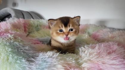 Bkh Kitten in seltener Farben. Stammbaum