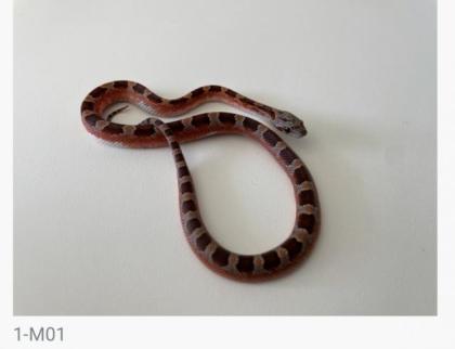 Bloodred Pied Sided het. Hypo Kornnattern Jungtiere Nachzuchten 2022