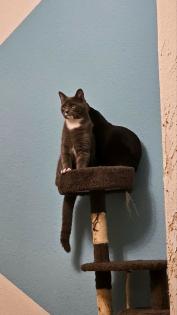 BKH Katzen suchen neues zu hause