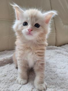 Maine Coon Kitten reinrassig