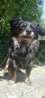 Kleine Chihuahua Mischlingshündin sucht ihre Menschen