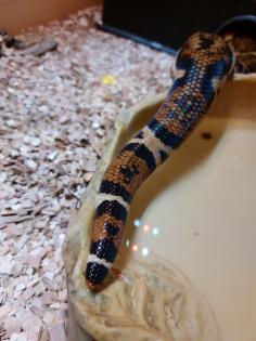 Boa Constrictor Imperator inklusive Terrarium