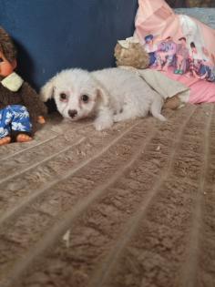 Zuckersüße maltipoo Babys