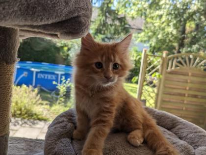 Wundervolle Maine Coon Kitten
