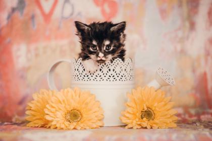 Maine Coon Kitten Prinzessinen