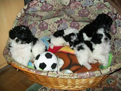 Süsse Harlekin- Toypudelwelpen mit Papieren abzugeben