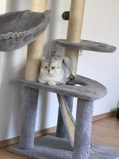 Bkh Deckkater