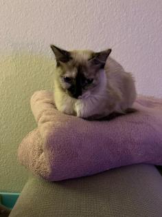 2 junge Tierschutz-Katzen suchen liebevolles Zuhause