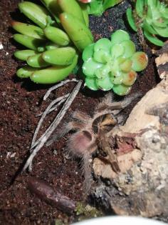 Zwergvogelspinne Neoholothele incei 2. Fh Nachzucht 7/23