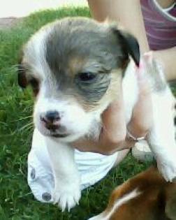 Niedliche Jack Russell Welpen zu verkaufen