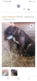 Tolle Welpen, Junghunde Hundesenioren