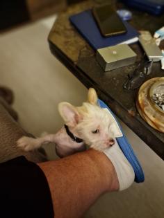 Verschmuster kleiner Chinese Crested Junge sucht umständehalber ein neues Plätzchen