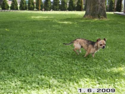 Süßer kleiner gestromter kurzhaar chihuahuarüde abzugeben