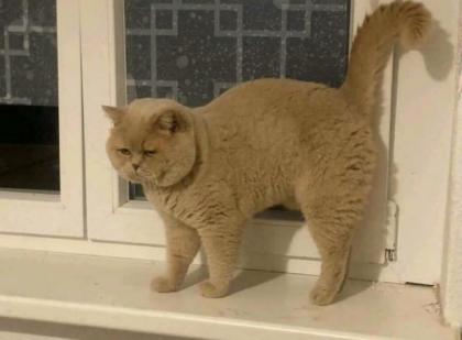 Timmo bkh ist ein deckkater