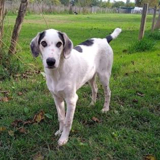 Mateo sucht ein Zuhause