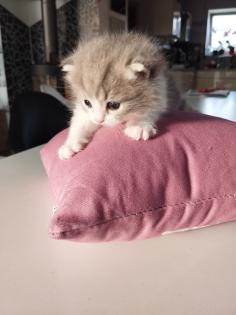 BKH Mix Kitten Preis gilt pro