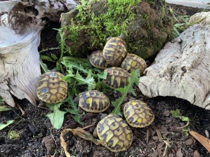 Griechische Landschildkröten THB 2021 abzugeben