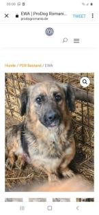 Tolle Welpen, Junghunde Hundesenioren