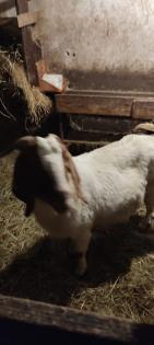 Burenziegen 1Bock 1 tragende Ziege