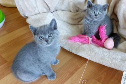 Reinrassige wunderschöne BKH Kitten