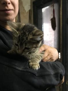 Katzenbabys 12 Wochen