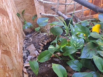 1. 0 Kornnatter Anery Scaleless Terrarium Zubehör