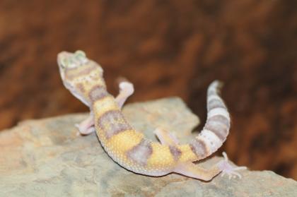 Leopardgecko Super Giant 0. 1
