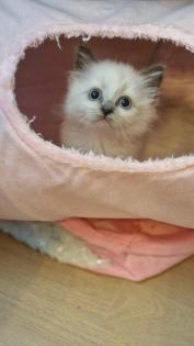 Edelmix und Ragdoll suchen bald ein neues Zuhause