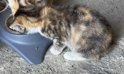 2 süße Katzenbabys abzugeben