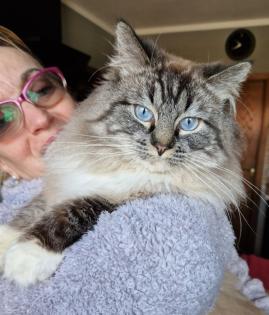 Zuckersüße Ragdoll Kitten