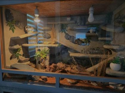Leopardgecko inklusive Terrarien