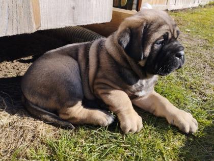 Reinrassige Cane Corso italiano Welpen