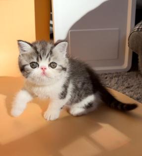 Exotic Shorthair Kitten männlich Fibie sucht eine neue Familie - mit Stammbaum