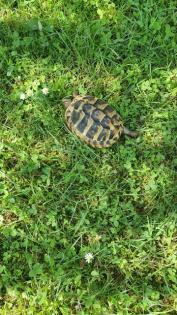 Griechische Landschildkröten