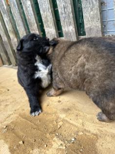 Welpen Bordercollie x Harzer Fuchs