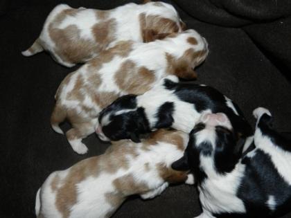 Cavalier King Charles mit Papiere suchen neues Zuhause