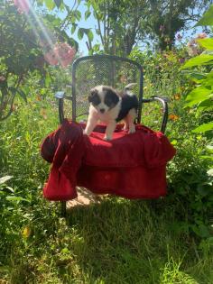 Australian shepherd welpen