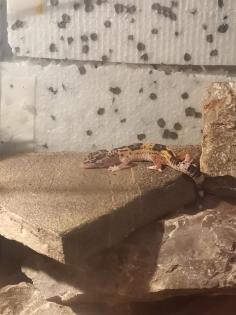 Leopardengecko mit Zubehör