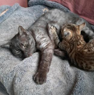 Ragdoll Mix Katze