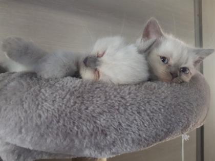 BKH Kitten Britisch Kurzhaar