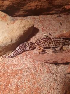 Leopardgecko