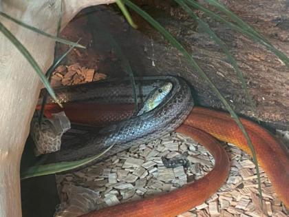 Verkaufe Terrarium mit 2 Kornnatter Weibchen