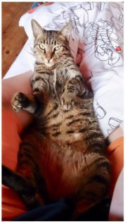 Kater TOMMY trauriger Notfall in Hamburg