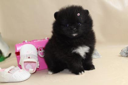 Gönnen Sie sich eine Hand voll Glück mit unseren Zwergspitz Babys