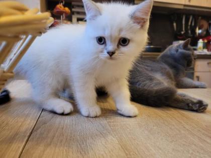 Bkh Kitten