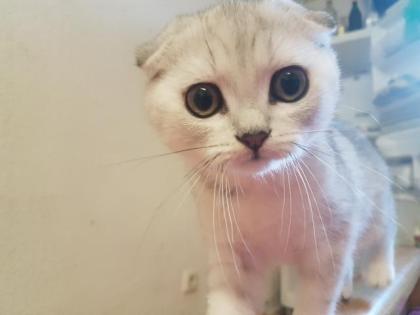 Ein wunderschönes Katzenbaby sucht ein neues Zuhause