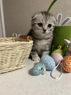 Bkh kitten Black Silver Tabby cl. Whiskas mit Stammbaum