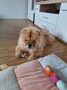 Chow Chow zu verkaufen.