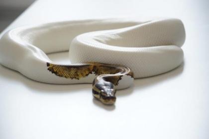 Königspython Piebald 0. 1 Weibchen